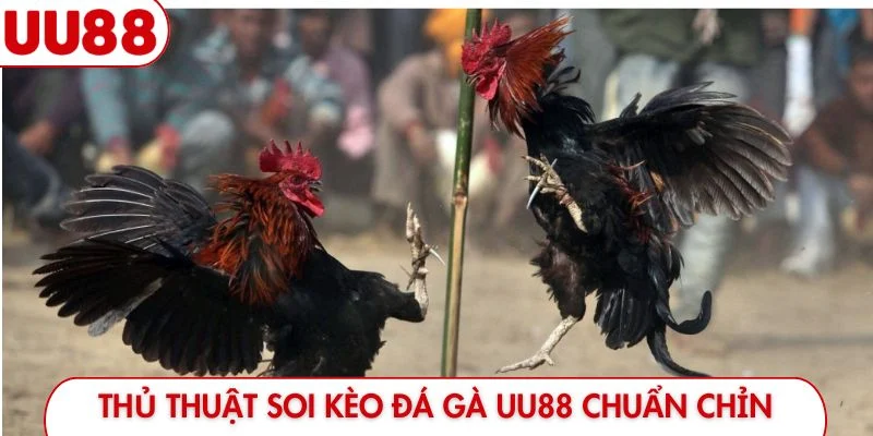 Thủ thuật soi kèo đá gà UU88 chuẩn chỉn